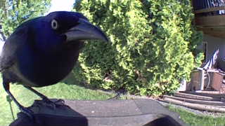 common grackle