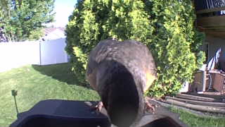 american robin