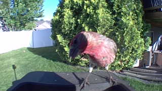 purple finch