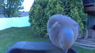 american white pelican