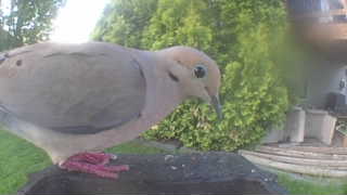 mourning dove