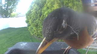 american robin
