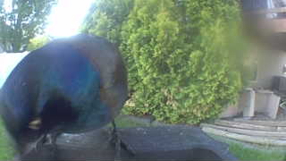 common grackle