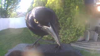 common grackle