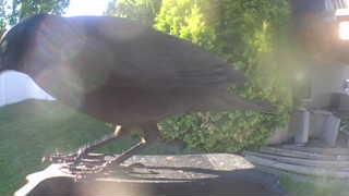american crow