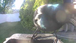 common grackle