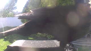american crow