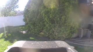 rock pigeon
