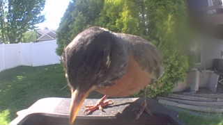 american robin
