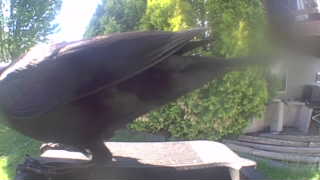 american crow