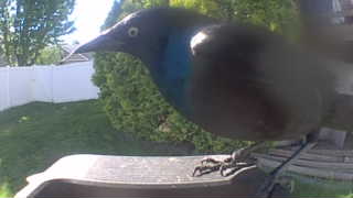 common grackle