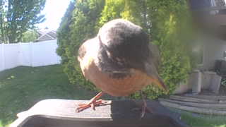 american robin