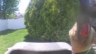 chicken