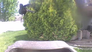 american crow