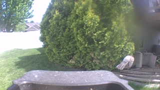 Unidentified clip