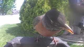 american robin