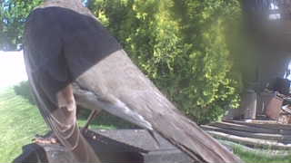 gray catbird