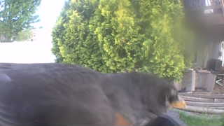 Unidentified clip