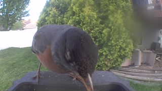american robin
