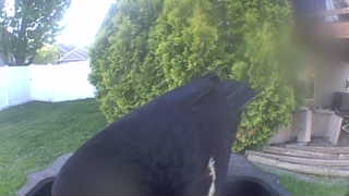 Unidentified clip