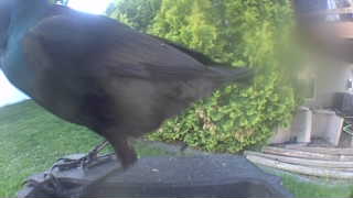 common grackle