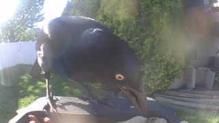 common grackle