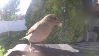 house sparrow