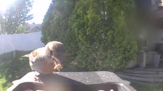 house sparrow
