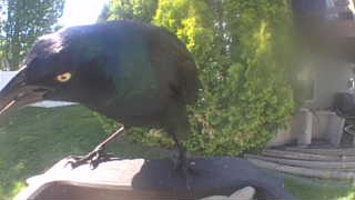 common grackle