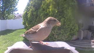 house sparrow