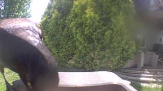 Unidentified clip