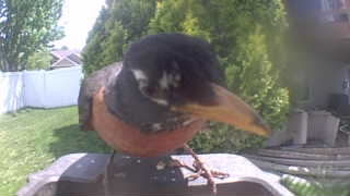 american robin