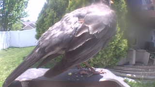 european starling