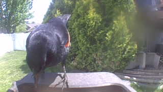 red-winged blackbird