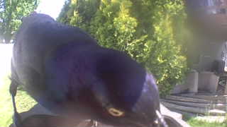 common grackle