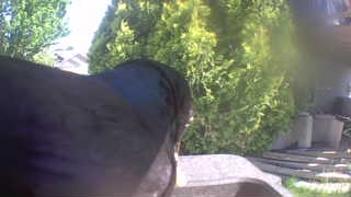 american crow