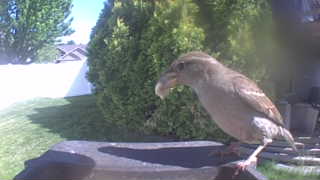 house sparrow