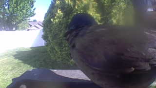 european starling