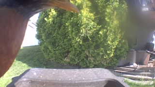 american robin