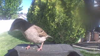 house wren