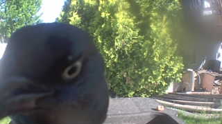 rock pigeon