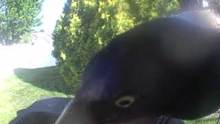 common grackle