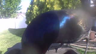 common grackle