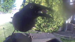 american crow