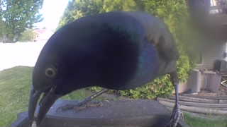 common grackle