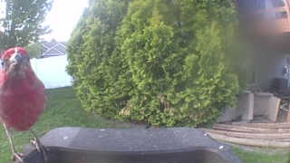 purple finch