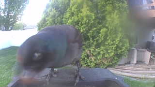 common grackle