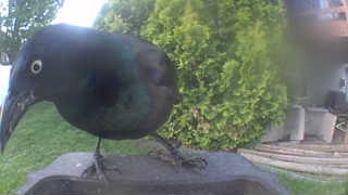 common grackle