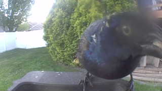 common grackle