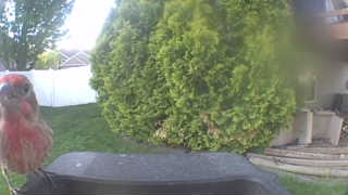 house finch